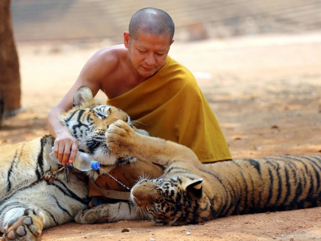 réhabilitation des tigres sauvages